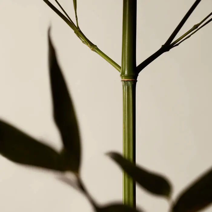 Geranium Leaf Body Scrub