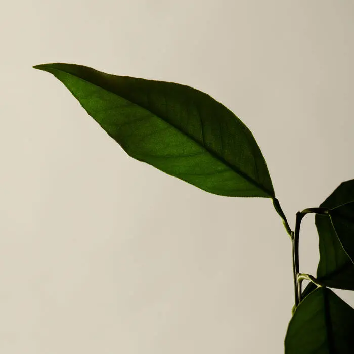 苦橙香檸身體潔膚露